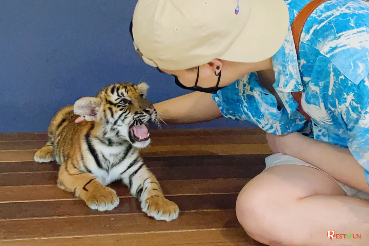เสือขนาดเล็กที่สุดของ Tiger Park Pattaya